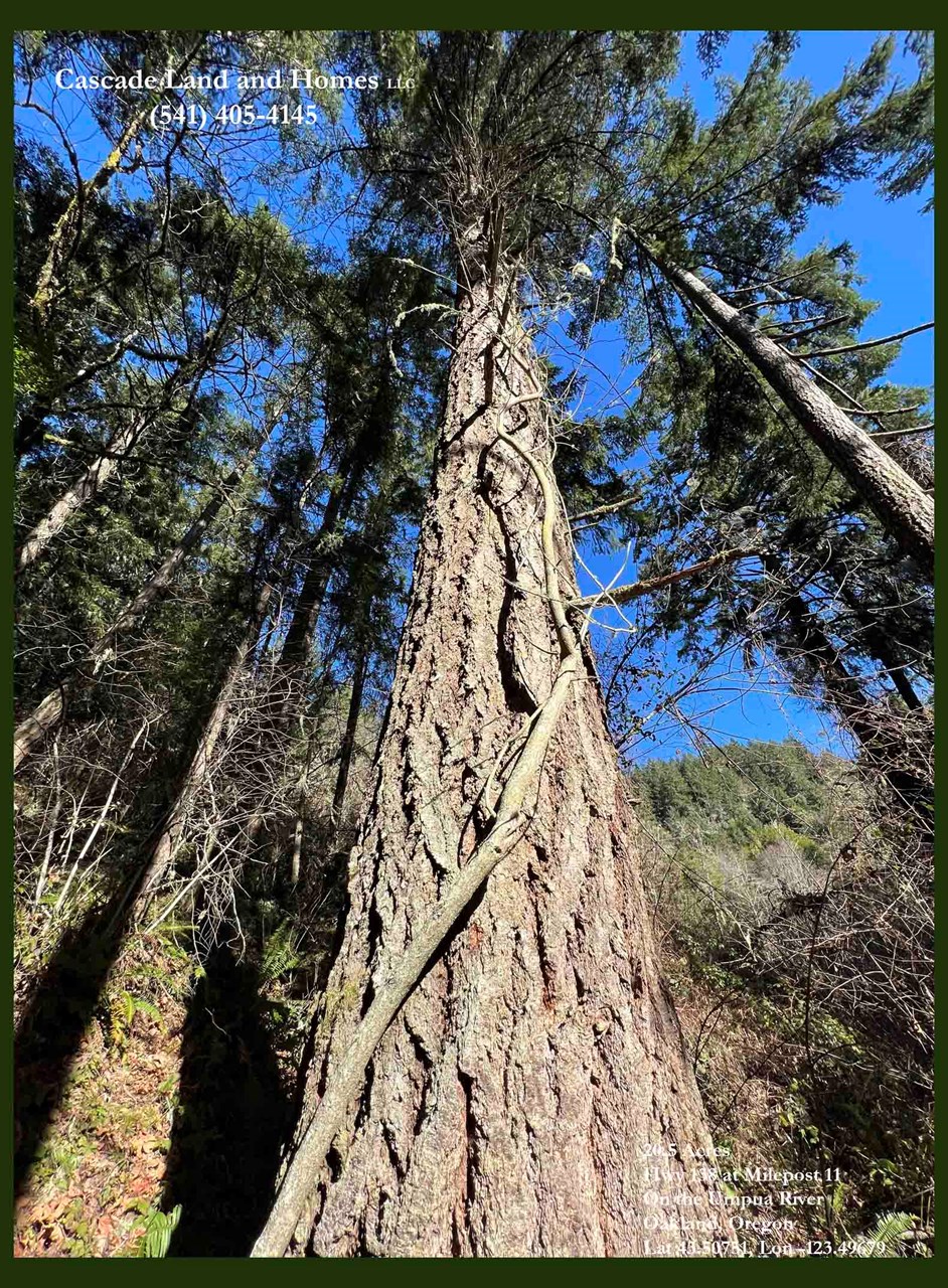 there are mature trees on the property that are home to many species of birds and provide some shade on those warm summer afternoons after spending the day on the river!