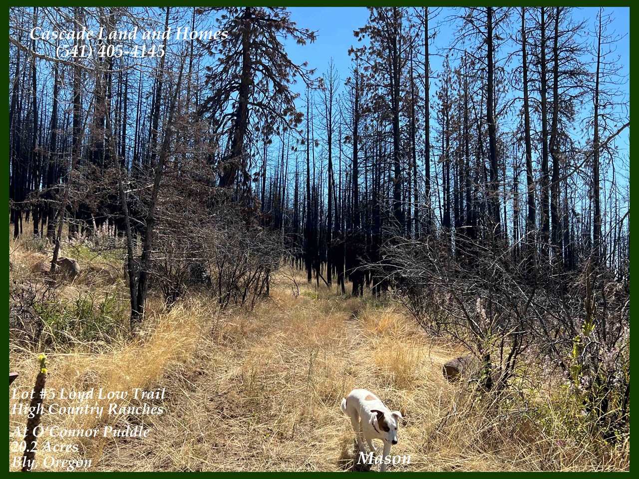 the property was thoroughly  explored by our dog, mason.