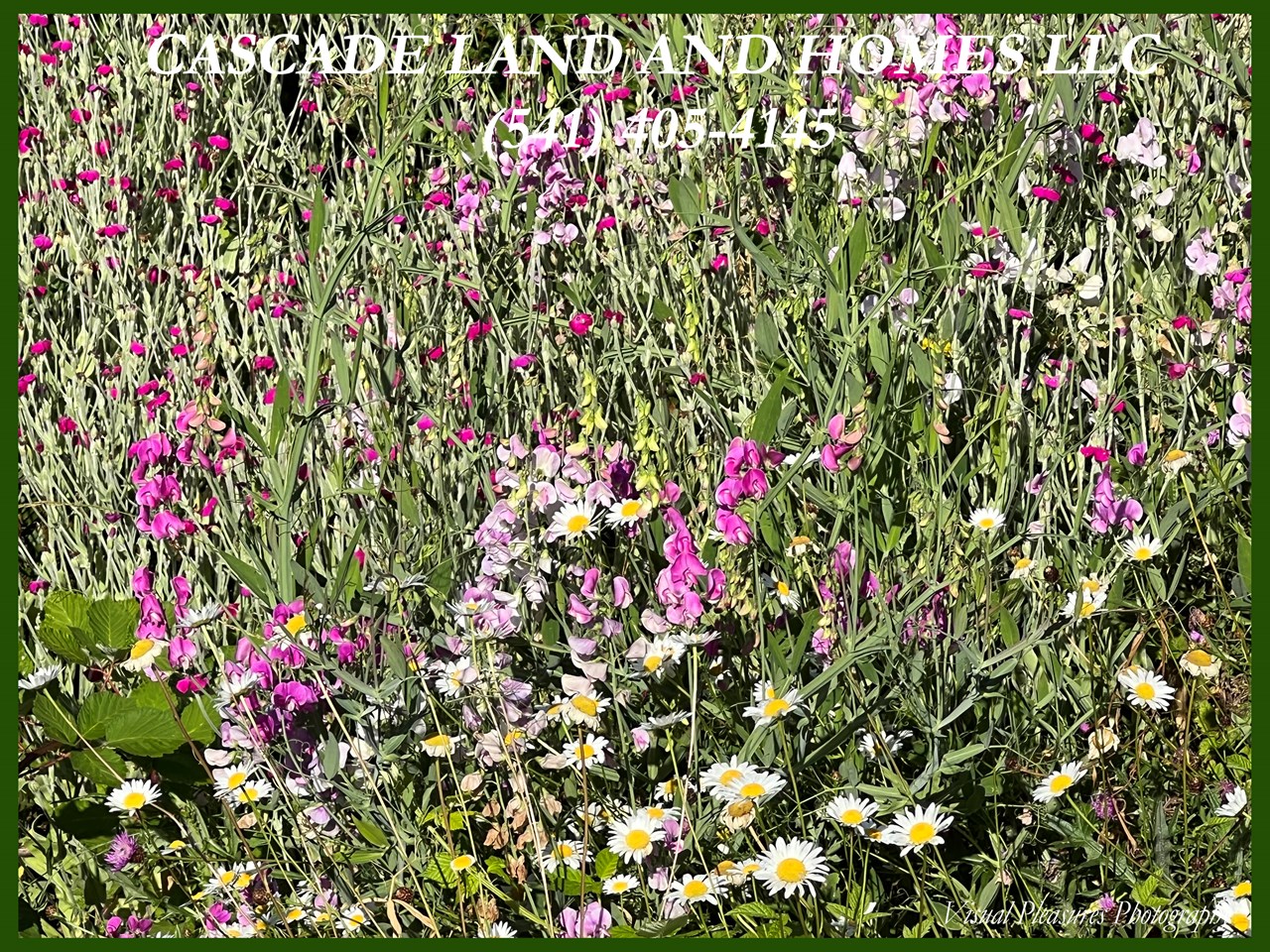 with our late rains this spring, the wildflowers that blanket the foothills leading to the lake's edge were in full bloom late into july.