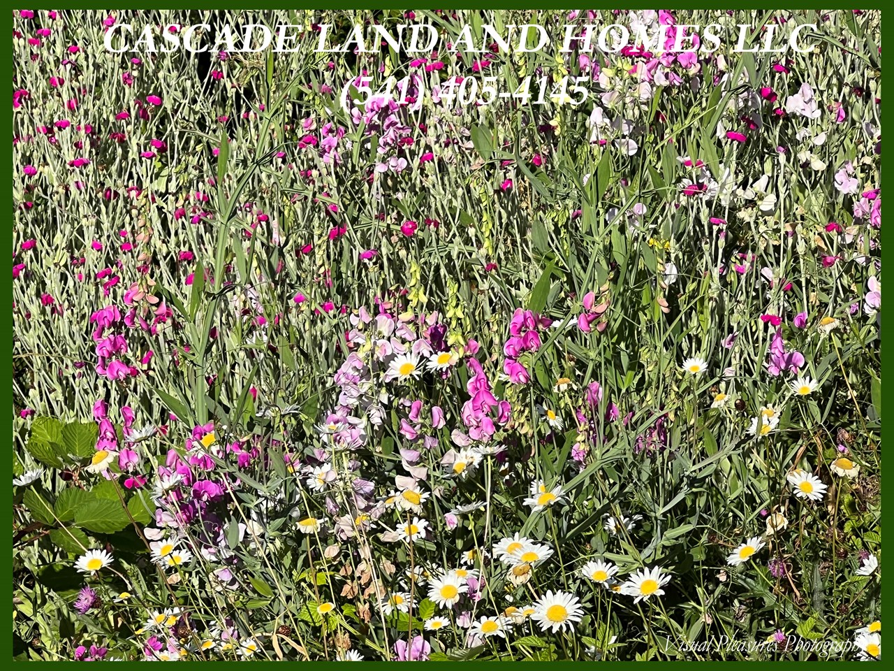 with our late rains this spring, the wildflowers that blanket the foothills leading to the lake's edge were in full bloom late into july.