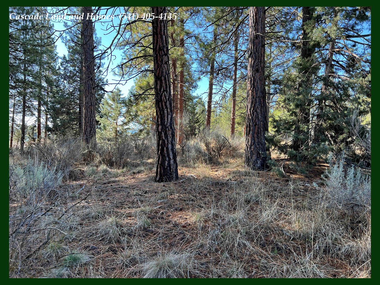 view of the understory with native vegistation including sage and native grasses.