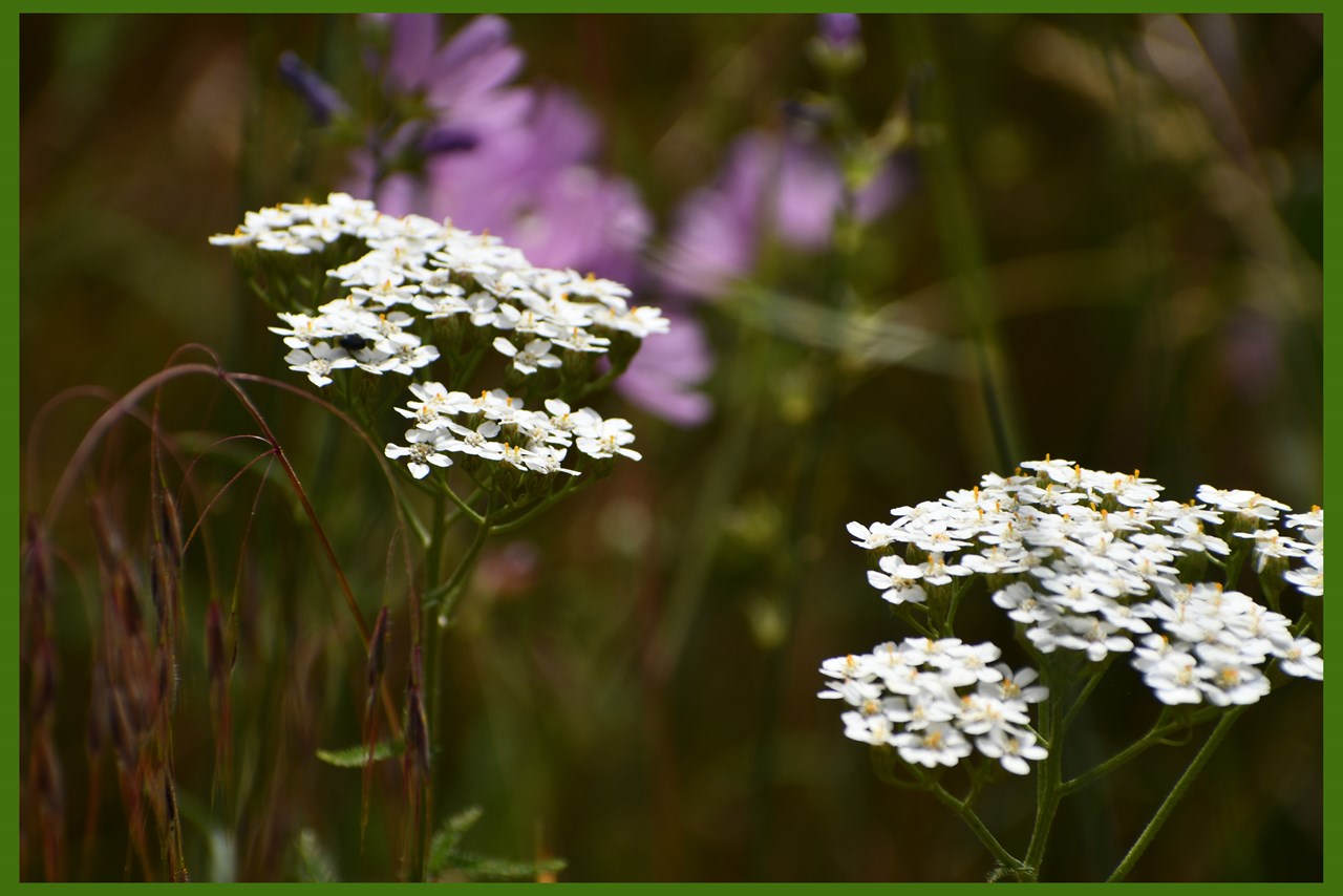 during the spring and early summer, there are wildflowers that cover the area, when we took these picture yarrow was in bloom, covering the area with a blanket of white flowers.