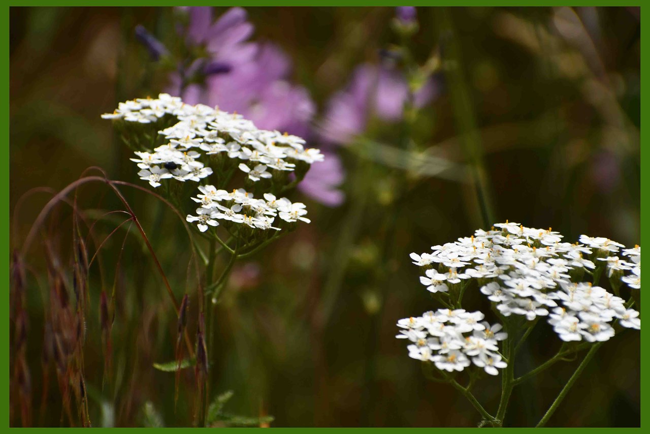 in the spring time, especially this past year with our late spring rains, the property and the surrounding plateau are covered in beautiful wildflowers! they yarrow, pictured here lasted all the way into mid-summer, blanketing the plateau in white flowers!