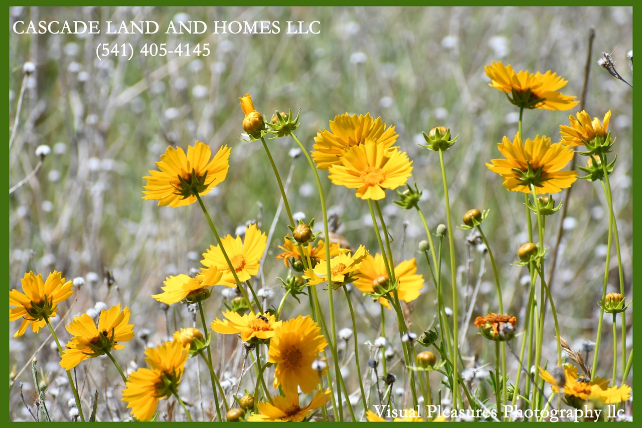 beautiful wildflowers blooming throughout the subdivision, even in the middle of summer!
