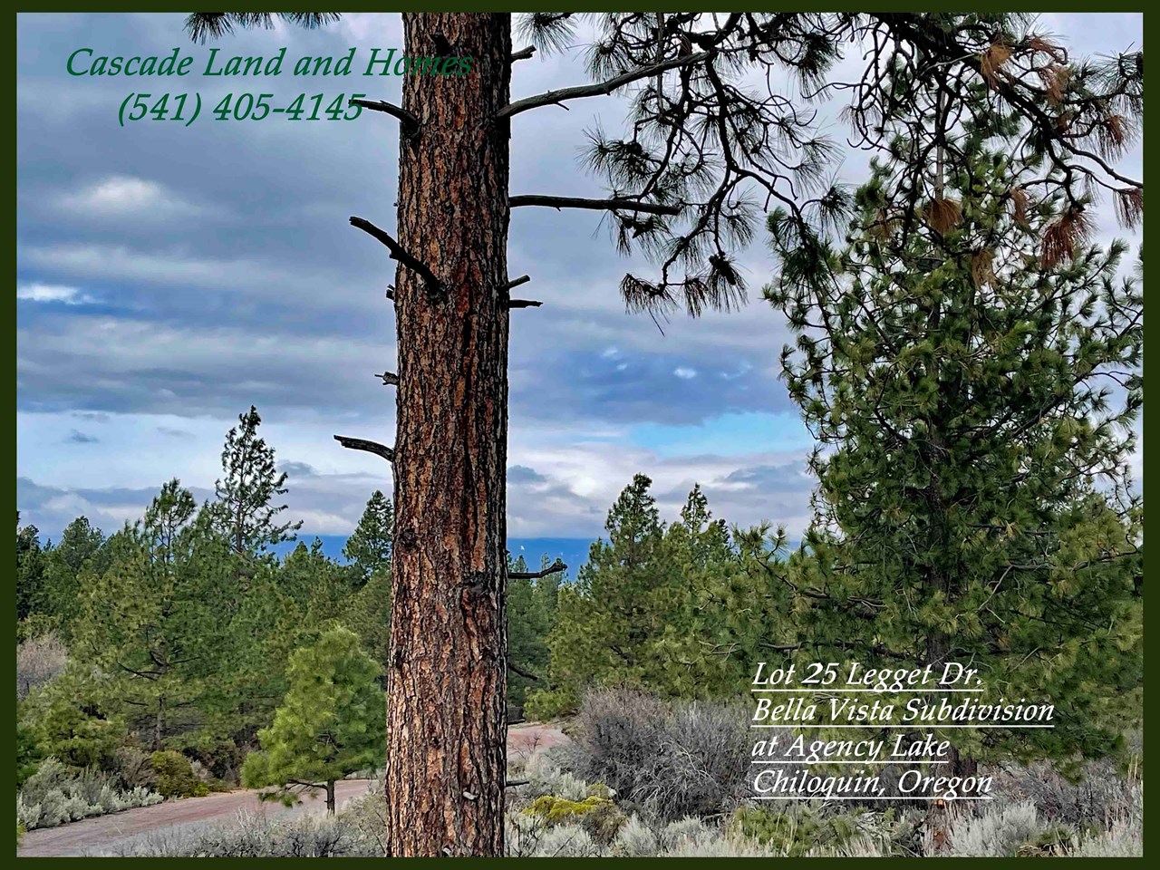 the property has gorgeous mature pine trees!
