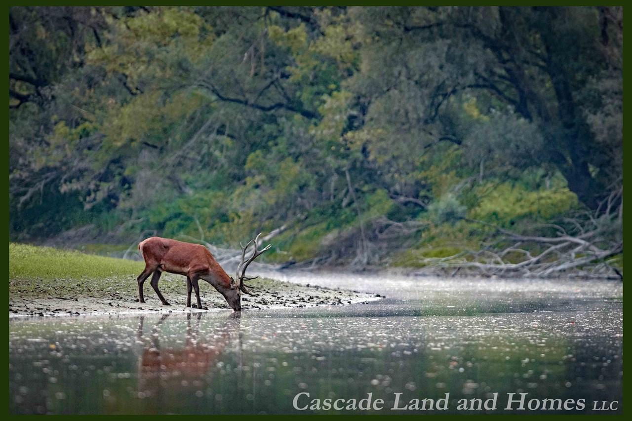 the wilderness surrounds you here! there are elk, deer, black bear, cougars, rabbits, fox, racoons, squirrels, porcupines, and birds everywhere. this property is just a short walk to the sprague river where all of the animals come to drink, so you will see them often! it is a nature lover's paradise!