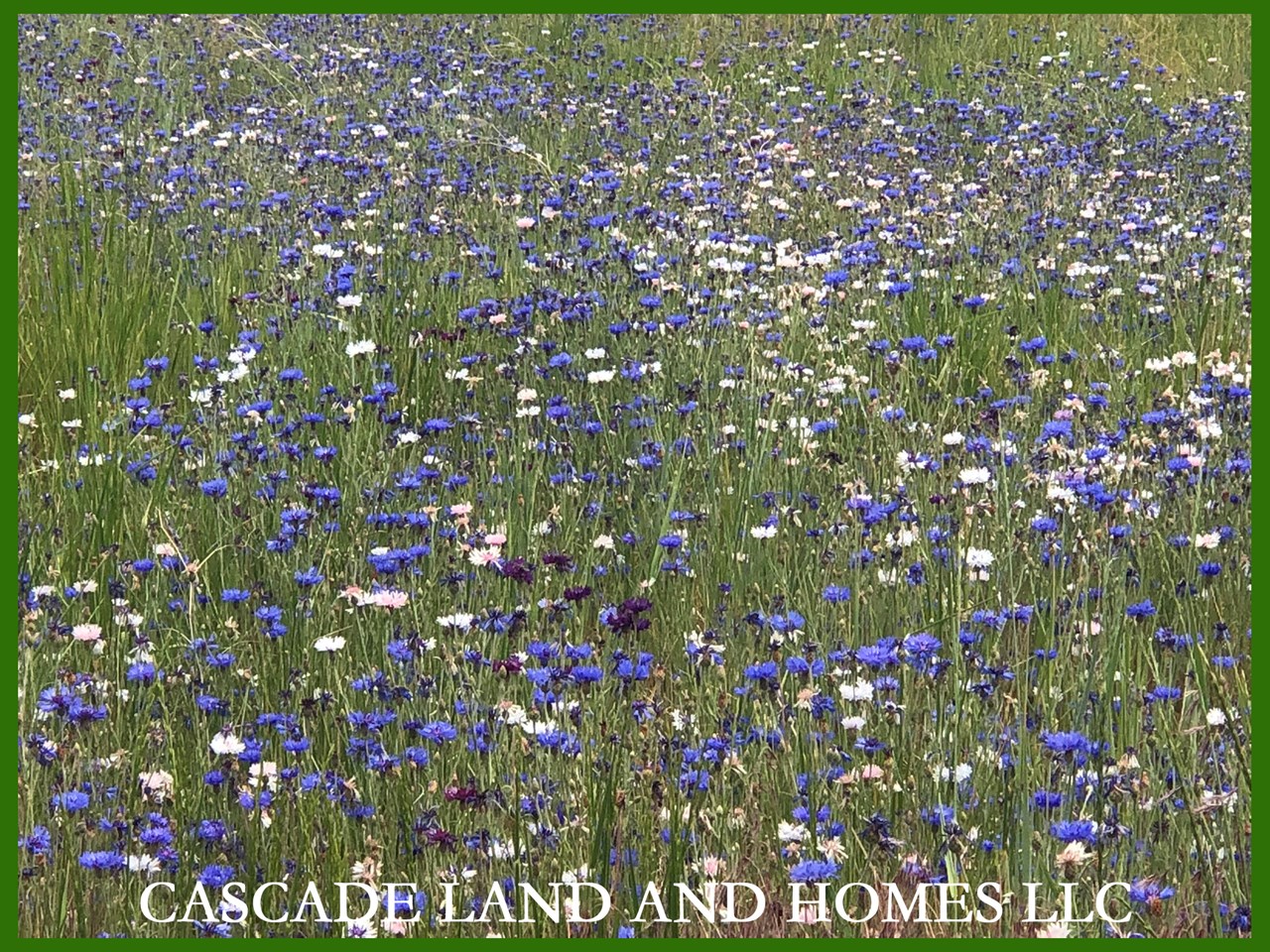 with our late spring rains this year, the entire agency lake area was a blanket of wildflowers! we took this photo during the last week of july!