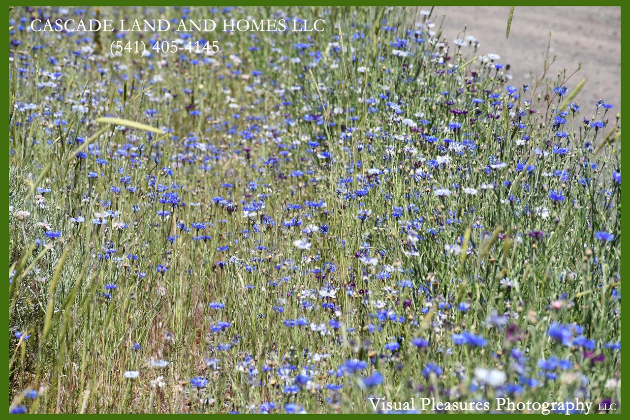 gorgeous wildflowers blanket the foothills around agency lake this time of year, after our late spring rains this year, they are spectacular!