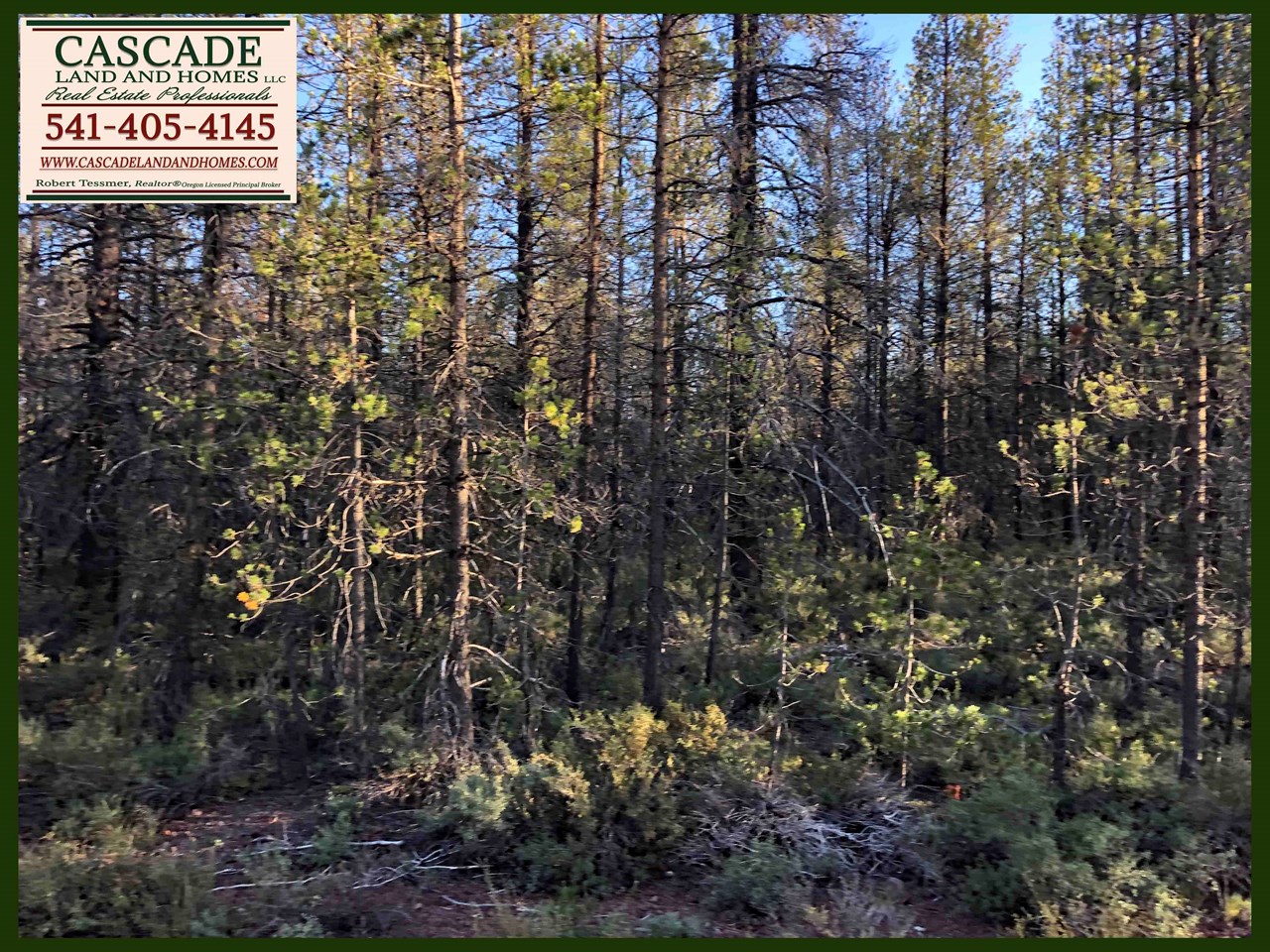 there is a diverse selection of trees on the property including lodge-pole pines. the understory is native low shrubs and grasses. the soil is volcanic loam and a layer of mulch from the needle cast of the pines.
