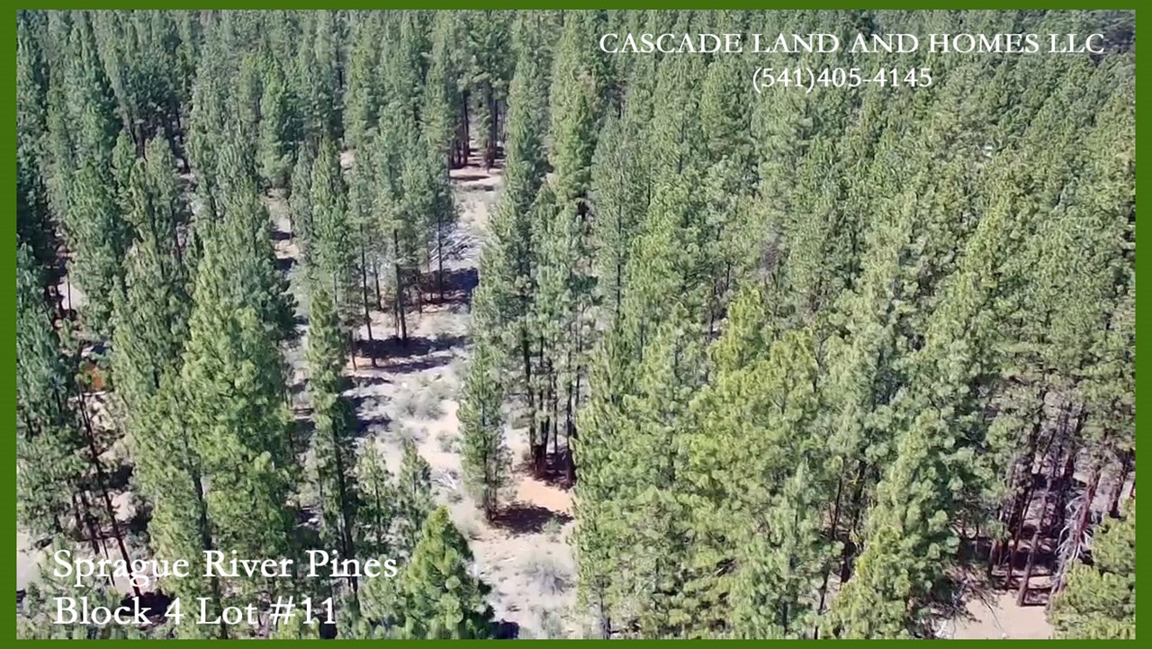 overhead drone view of the property showing all the mature pines!
