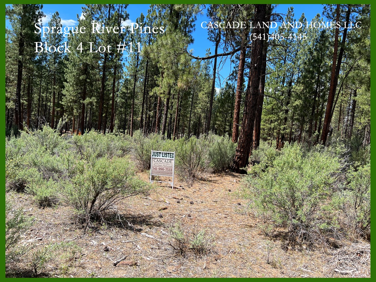tall pine trees give this property the feeling of being deep in the forest, and they offer a tremendous amount of privacy. the property is also covered in some low shrubs, mainly rabbit brush and sage, and a few native types of grass. in the springtime, there are wildflowers everywhere!