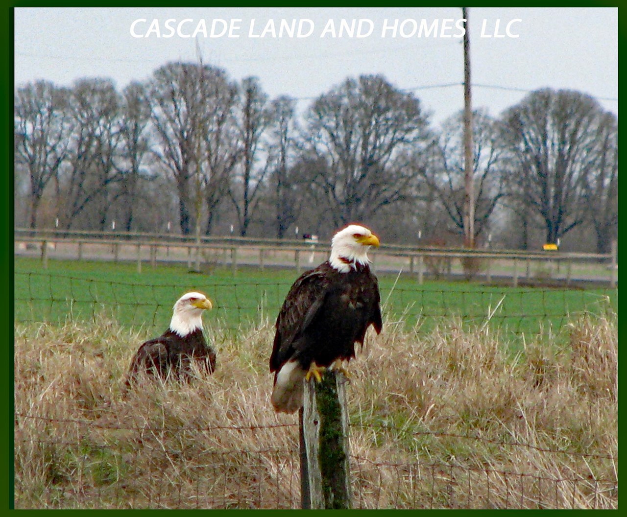 the klamath basin is on the pacific flyway for migratory birds and sees over 300 species of birds come through the area, including ducks, geese, sandhill cranes, songbirds, hawks, osprey, and even pelicans! the klamath basin has the largest congregation of wintering bald eagles in the lower 48 states!