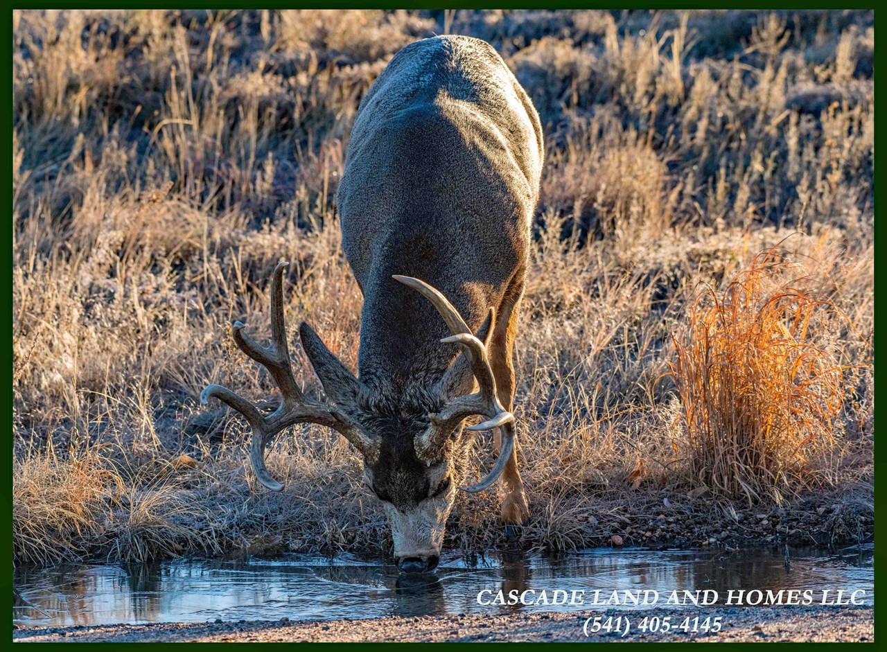 it's just you and the wilderness that surrounds you out here! some of that wilderness is home to the local fauna, including, bears, mountain lions, rock mountain elk mule deer, wolves, fox, raccoons, squirrels, and many, many others. they often come to drink from the nearby creeks and rivers. the ecosystem is unique here, and most of the people that call this area home are excellent stewards of the land.
