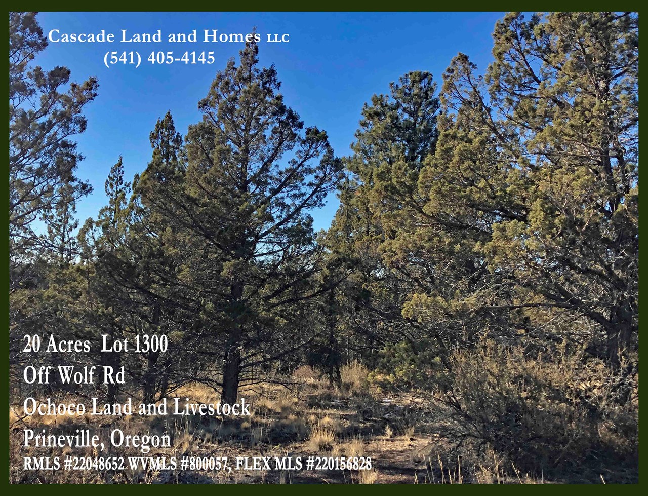 mature trees offer privacy an shade from the summer sun as well as homes for abundant wildlife!