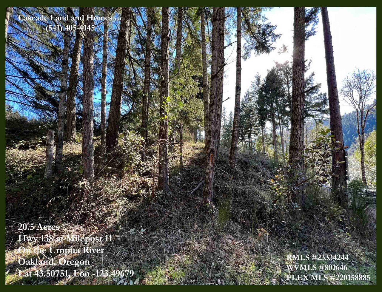 the sunshine peaks through the trees on the front of the property. although some areas of the property are densely forested, there are also several clearings.