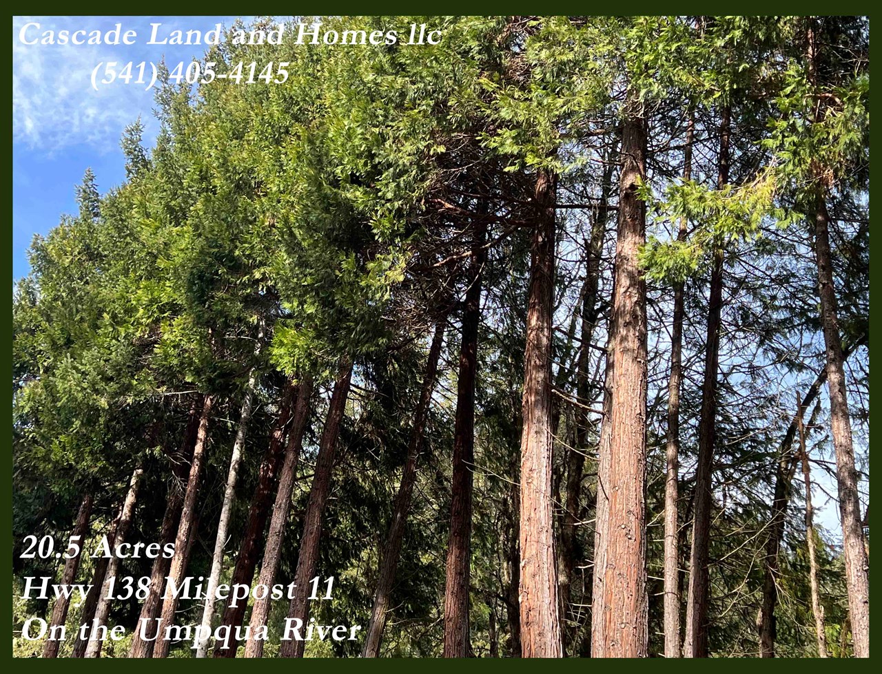 gorgeous cedar trees along the roadside of the property.