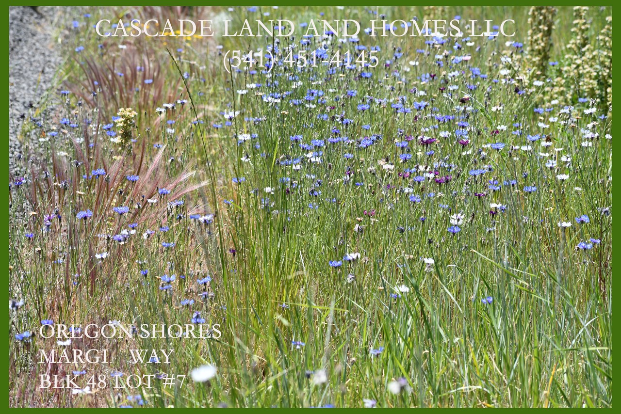 after our late spring rains this year, the wildflowers at agency lake are spectacular! this was taken along the road to the property.