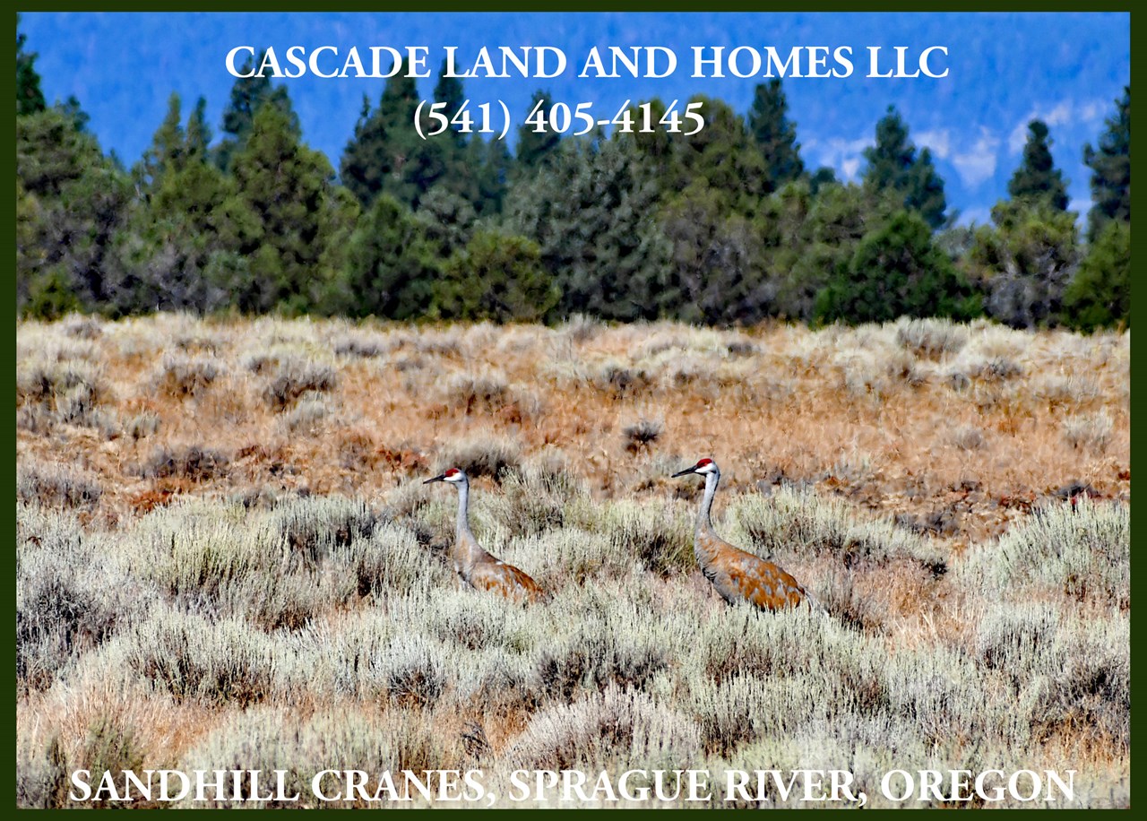 the area is on the pacific flyway for migratory birds! in the winter months it has the largest congregation of bald eagles in the lower 48 states! you will also see many ducks, geese, songbirds, sandhill cranes and even pelicans! i took this photo of the sandhill cranes just up the road from the property.