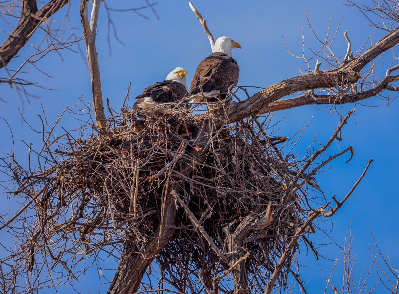 the klamath area has the largest congregation of wintering bald eagles in the lower 48 states!