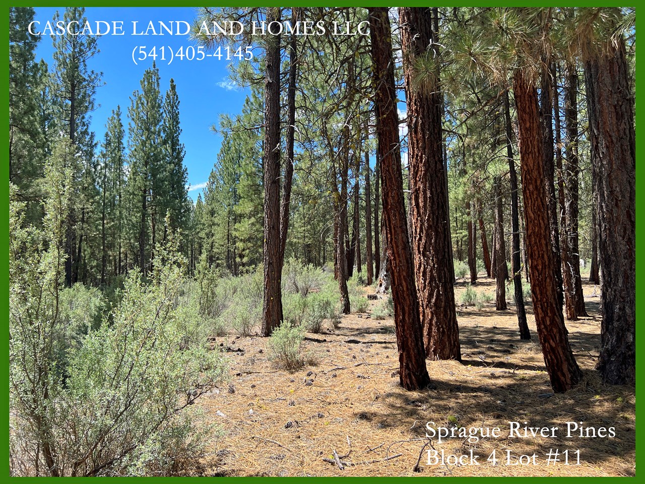 beautiful property in the forest, just waiting for your new home! pine needles and soft humus cover the forest floor. it does get cold here in the winter, but the summers are warm and pleasant.
