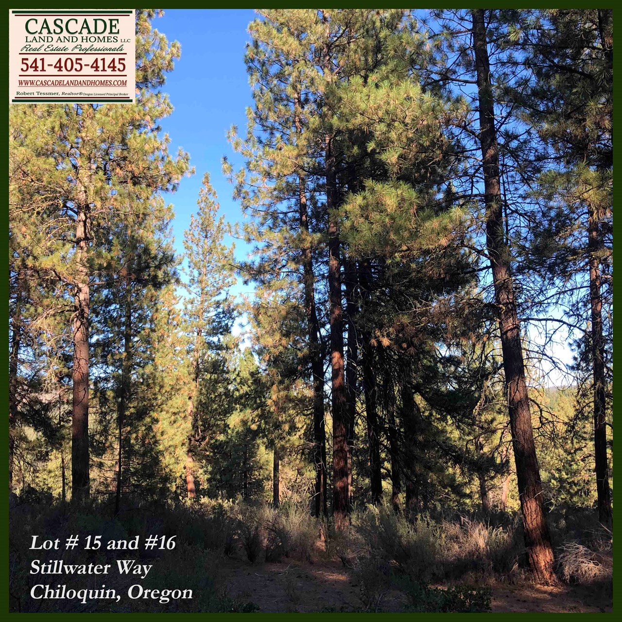 there are native shrubs and grasses that comprise the understory of the mature pines. there are also native grasses and wildflowers in the spring.