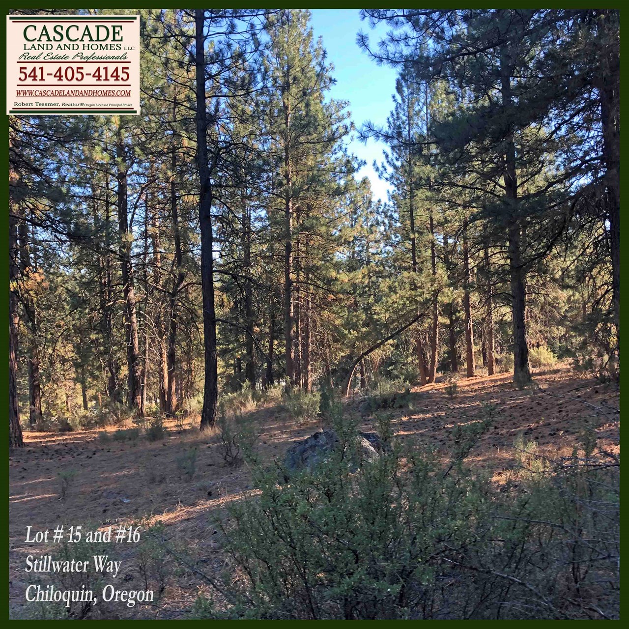 the property is heavily forested with mature pines, some low shrubs and native grasses. it's peaceful here, and the trees really add to the privacy. you can hear the wind blowing gently through the trees. the squirrels chattering to each other, and  birds calling overhead on their way down to the river.