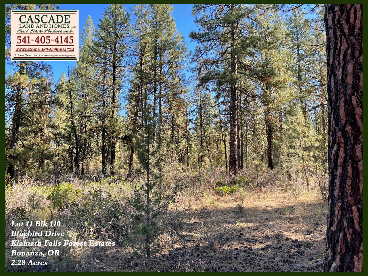 my favorite trees on the property are the puzzle bark trees, the ponderosa pines. they smell absolutely fantastic and make a good home for wildlife and birds. it is rural here, and some of the fauna you may see here include, black bear, mountain lion, deer, elk, squirrel, racoon, skunk, rabbit, fox, and many bird species, including birds of prey.