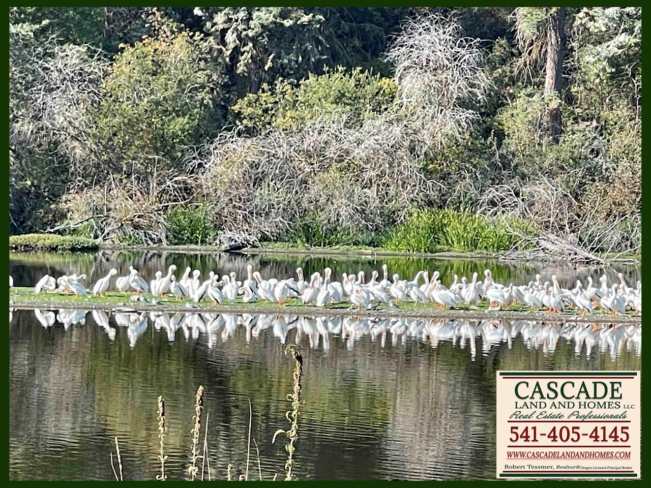 agency lake is a shallow lake, and is on the pacific flyway where more than 400 species of migratory birds pass through, including bald eagles, sandhill cranes, many birds of prey, songbirds and even pelicans!